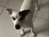Tous les amis des Jack Russel
