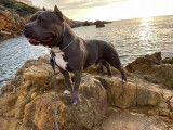 French Riviera Bully Kennel