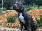 French Riviera Bully Kennel