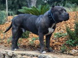French Riviera Bully Kennel