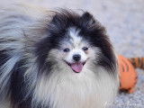 Elevage Spitz Allemand nain Poméranien et petit