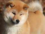 Des Fidèles Akita Ken