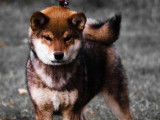 Des Fidèles Akita Ken