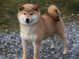 Des Fidèles Akita Ken