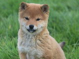 Des Fidèles Akita Ken
