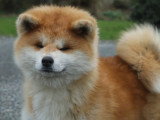 Des Fidèles Akita Ken