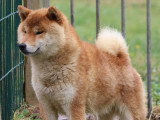 Des Fidèles Akita Ken
