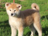 Des Fidèles Akita Ken