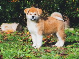 Des Fidèles Akita Ken