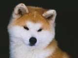 Des Fidèles Akita Ken