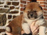Des Fidèles Akita Ken
