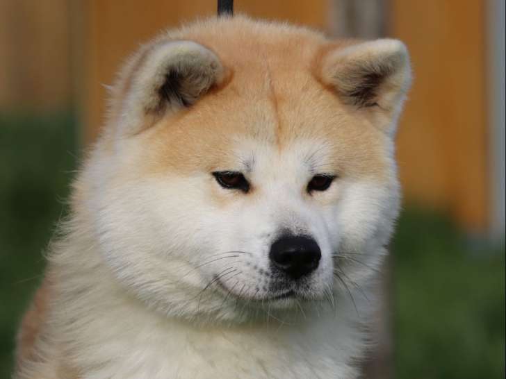 Des Fidèles Akita Ken