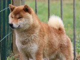 Des Fidèles Akita Ken