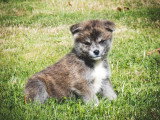 Des Fidèles Akita Ken