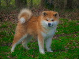 Des Fidèles Akita Ken
