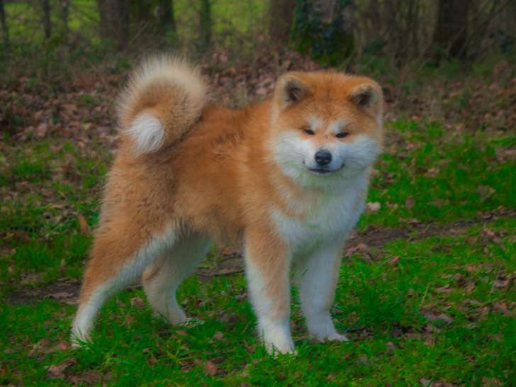 Des Fidèles Akita Ken