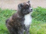 Des Fidèles Akita Ken