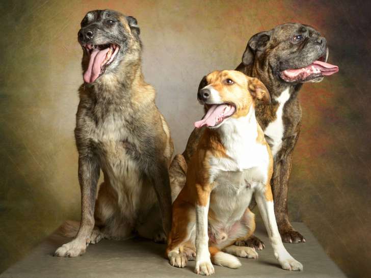 Centre Canin Le Brin de Folie d'Easy (BFE)