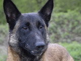Centre Canin Le Brin de Folie d'Easy (BFE)