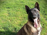 Centre Canin Le Brin de Folie d'Easy (BFE)