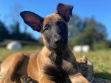 Centre Canin Le Brin de Folie d'Easy (BFE)