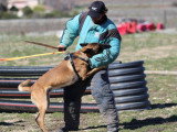 Centre Canin Le Brin de Folie d'Easy (BFE)