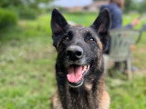 Centre Canin Le Brin de Folie d'Easy (BFE)