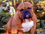 Bully Bouli Family
