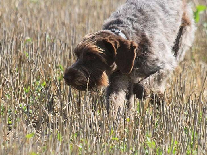 Club Français du Griffon d'arrêt Poil Dur - Korthals