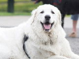 Kuvasz Club Of Canada