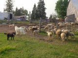 Kuvasz Club Of Canada