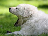 Kuvasz Club Of Canada