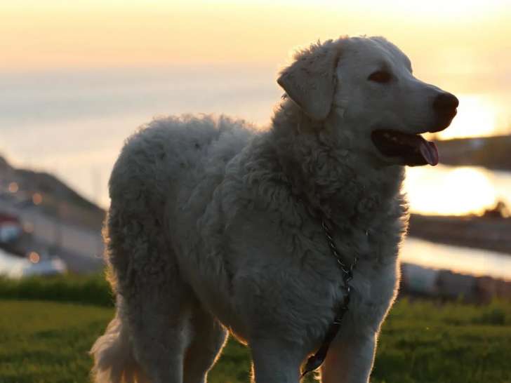 Kuvasz Club Of Canada