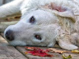 Kuvasz Club Of Canada