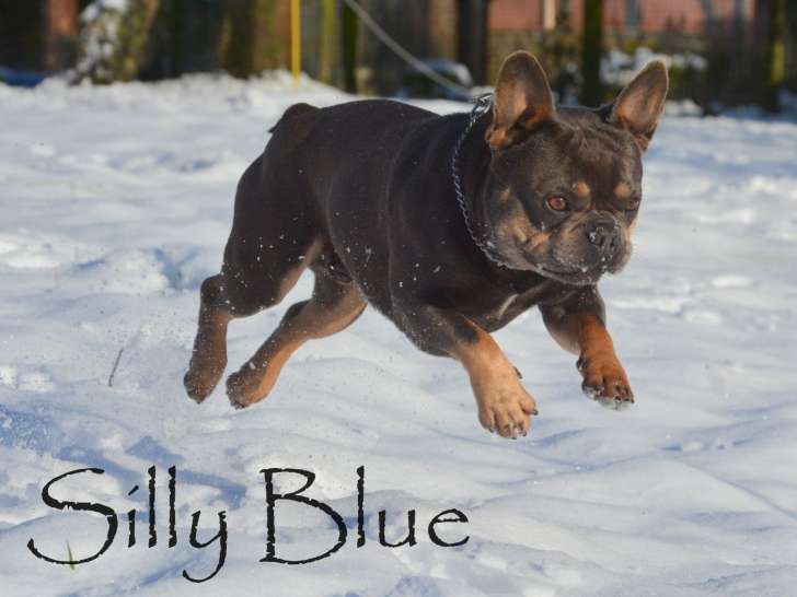 Silly Blue