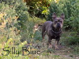 Silly Blue