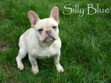Silly Blue