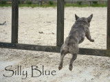 Silly Blue