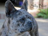 Silly Blue