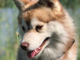 Pomsky for ever