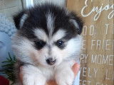 Pomsky for ever