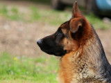 De Starke Wolfe