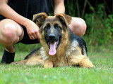 De Starke Wolfe