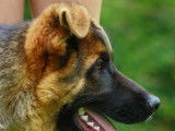 De Starke Wolfe