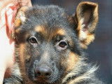 De Starke Wolfe