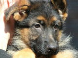 De Starke Wolfe