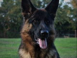 De Starke Wolfe