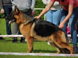 De Starke Wolfe