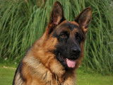 De Starke Wolfe