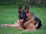 De Starke Wolfe